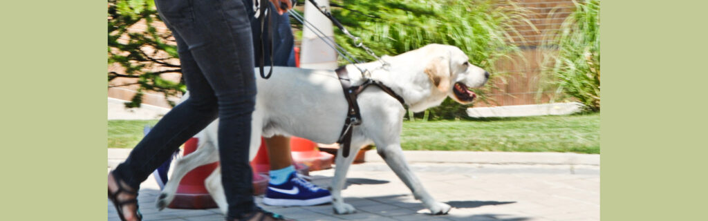 White labador guide dog walks beside its owner