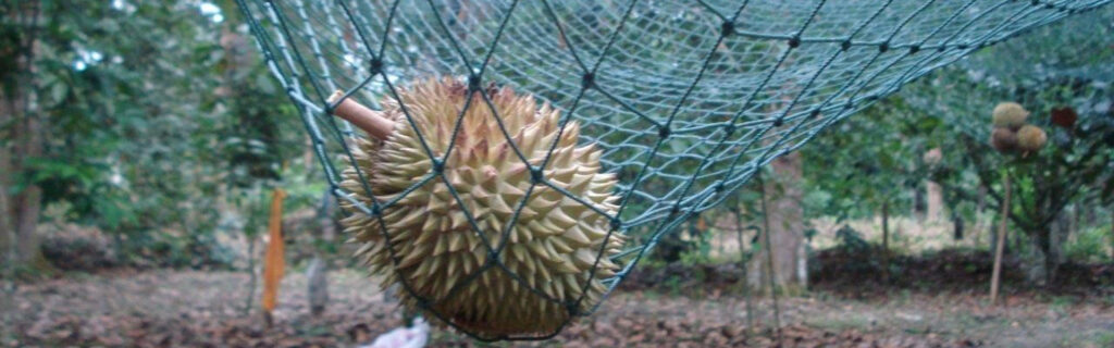 Horned fruit hangs in a net in Malaysia