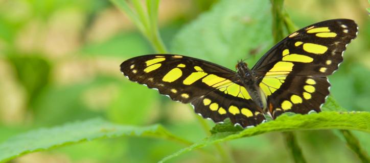 black and yellow butterfly