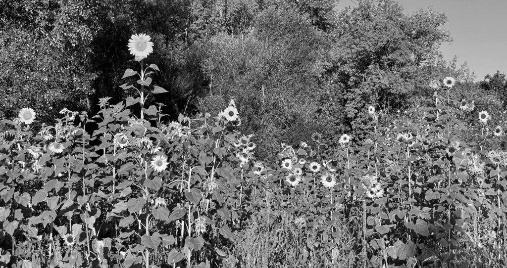 Black and white photo of field of sunflowers